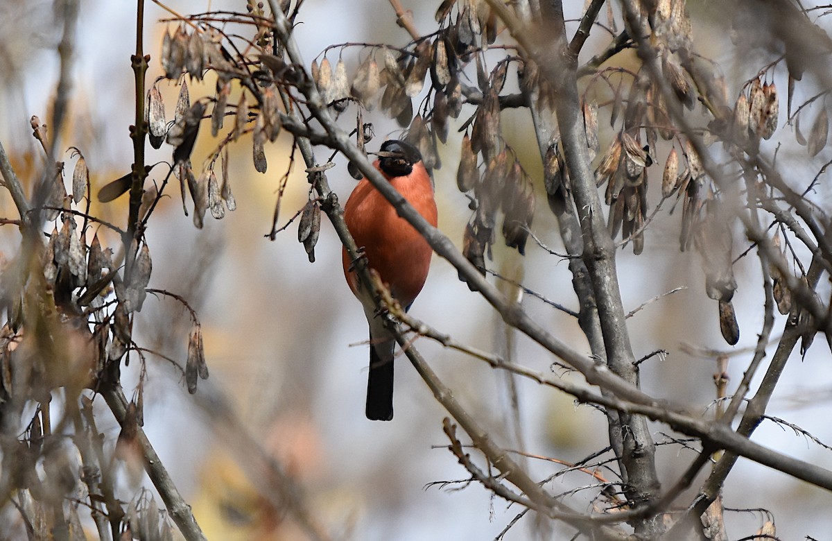 Eurasian Bullfinch - ML646359659