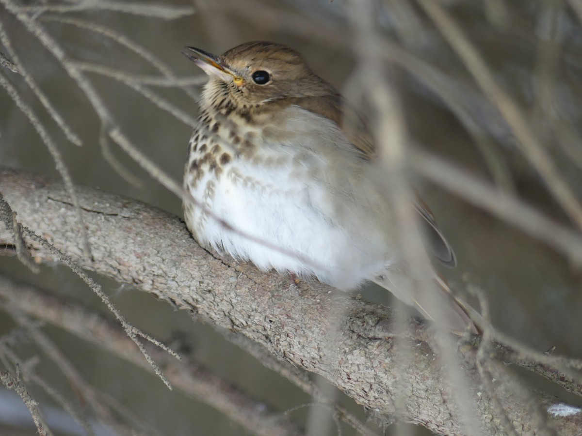 Hermit Thrush - ML646359662