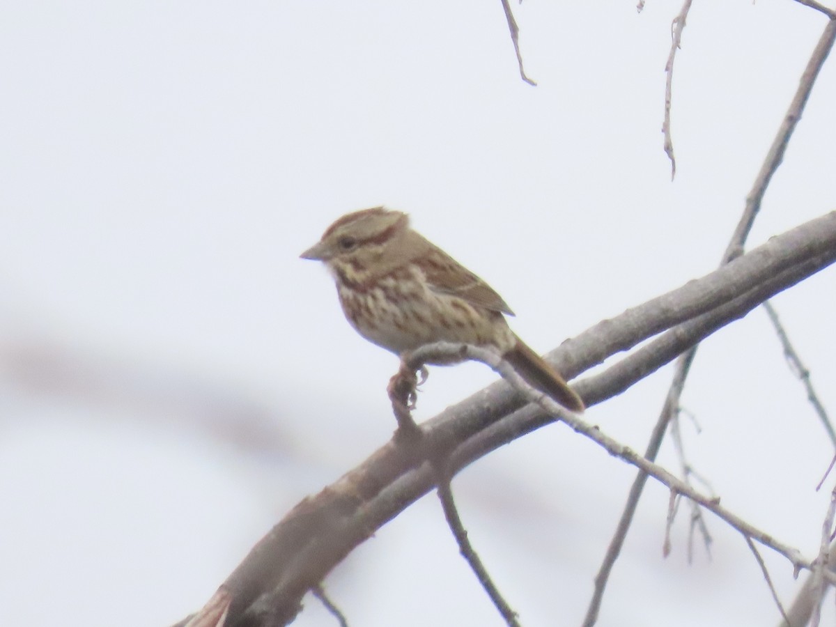 strnadec zpěvný - ML646359663