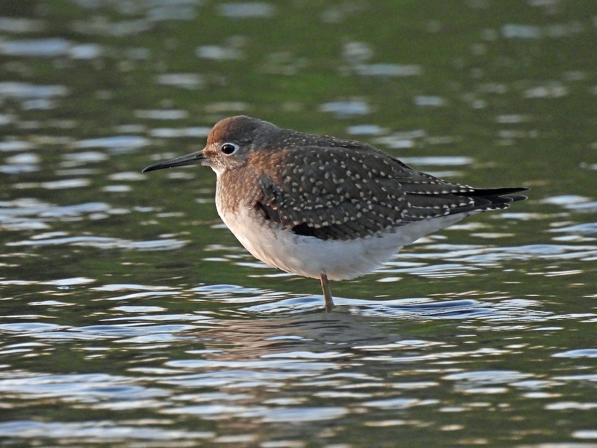 Коловодник малий - ML646359664