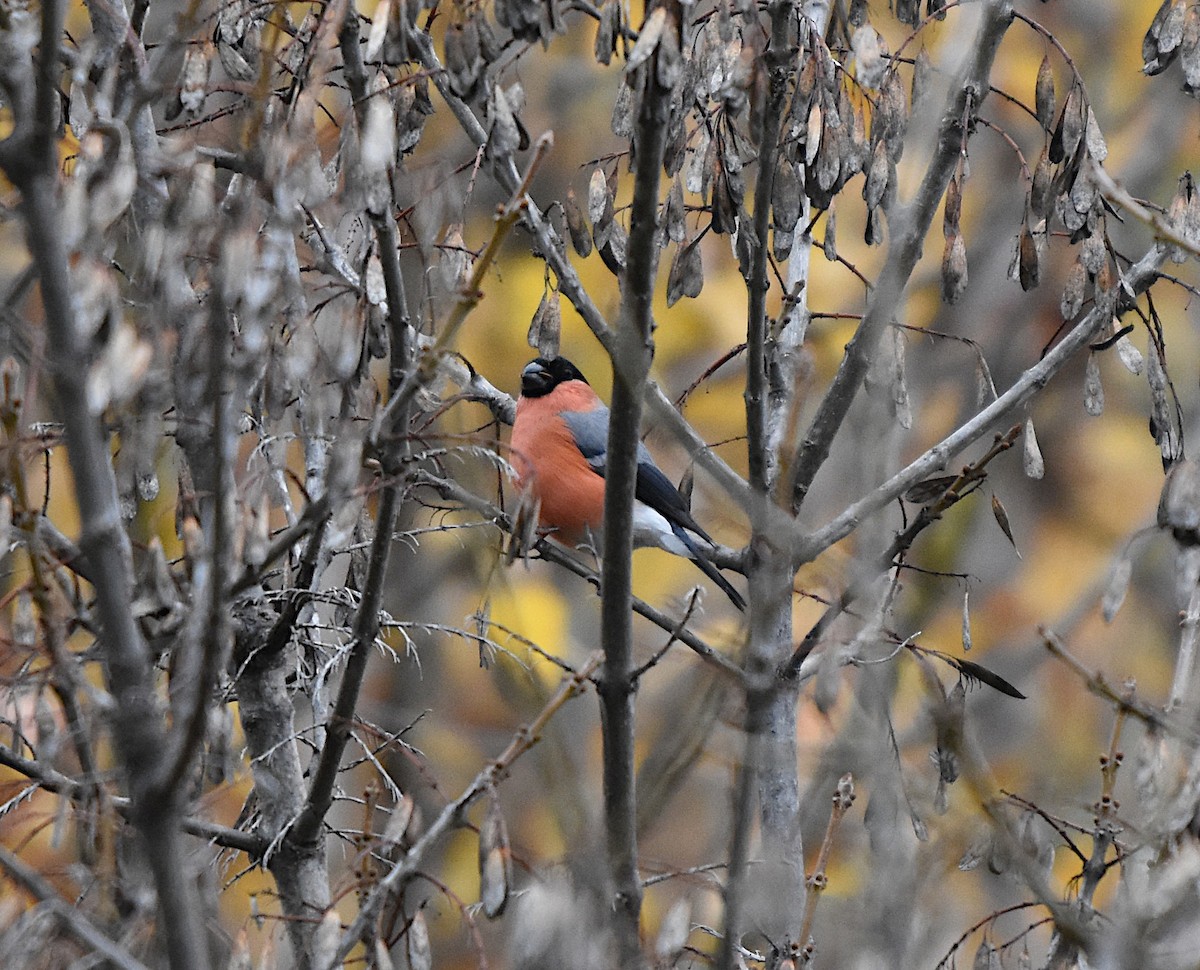 Eurasian Bullfinch - ML646359666