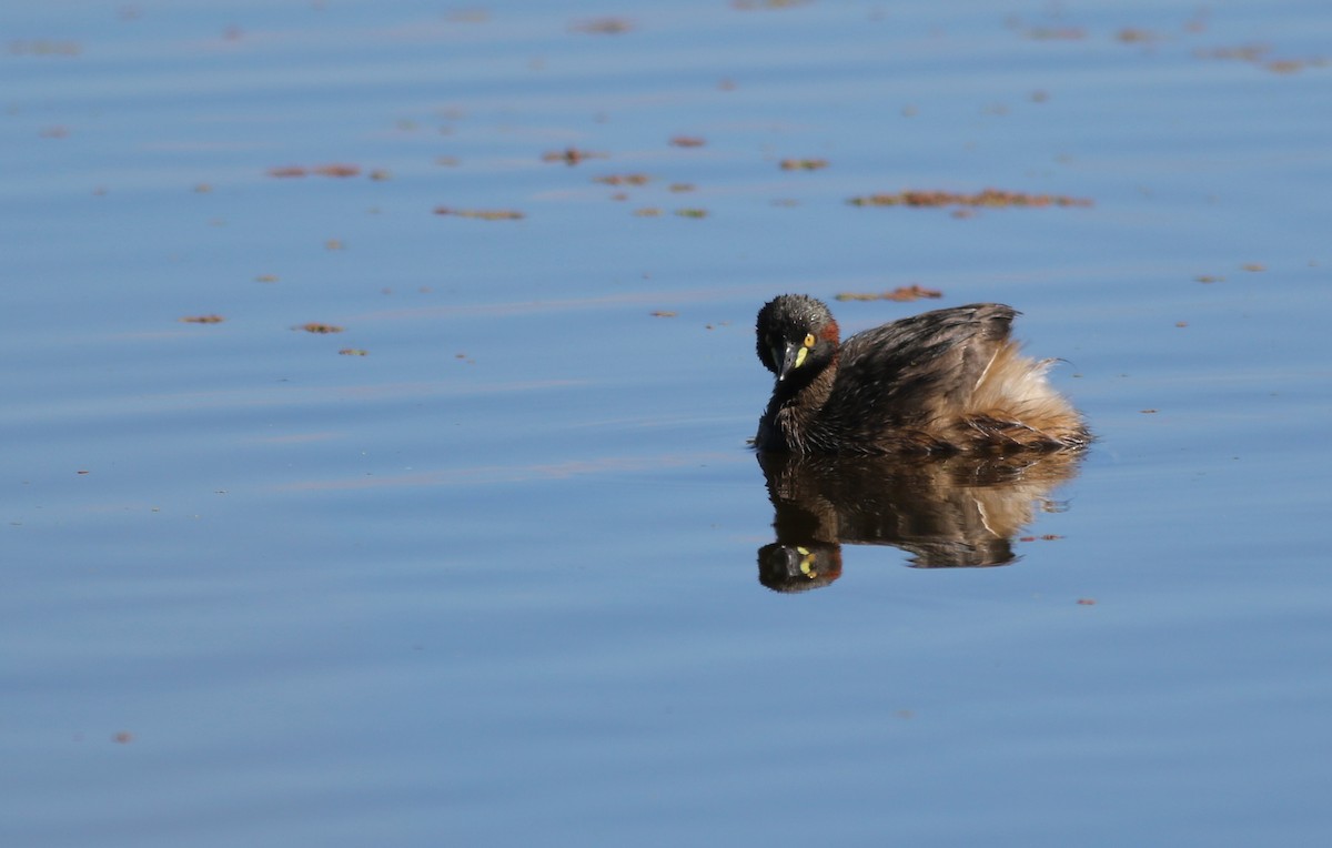 Australasian Grebe - ML646359667