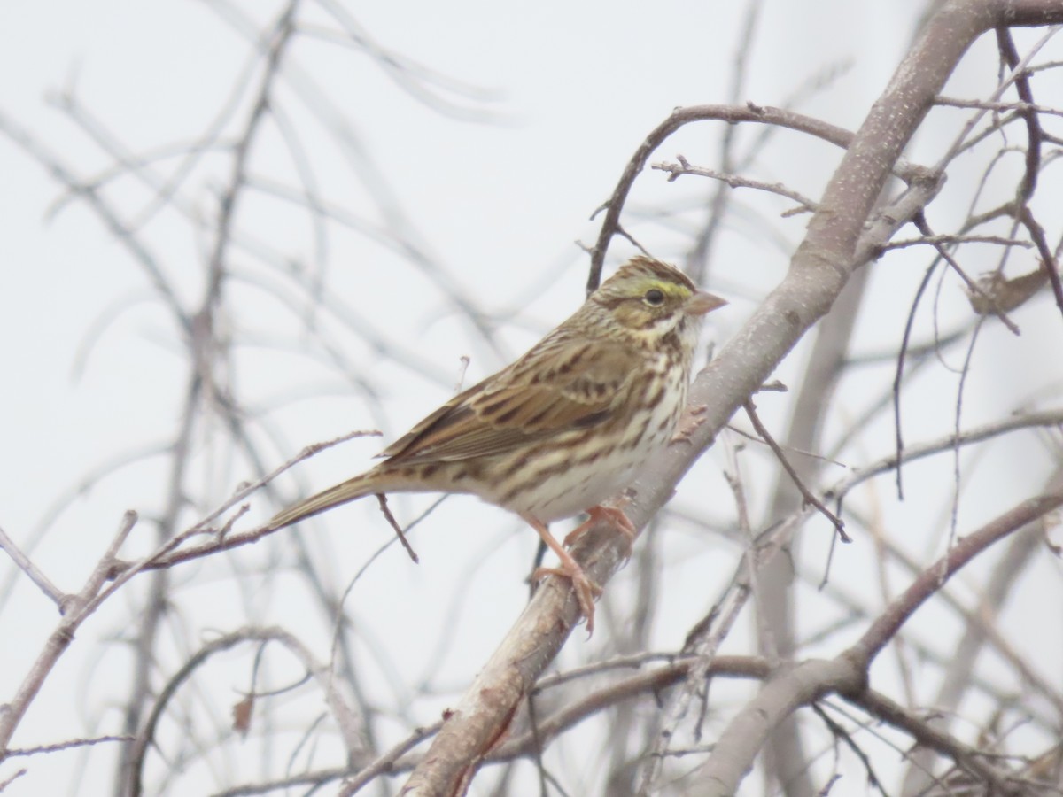 Savannah Sparrow (Savannah) - ML646359668