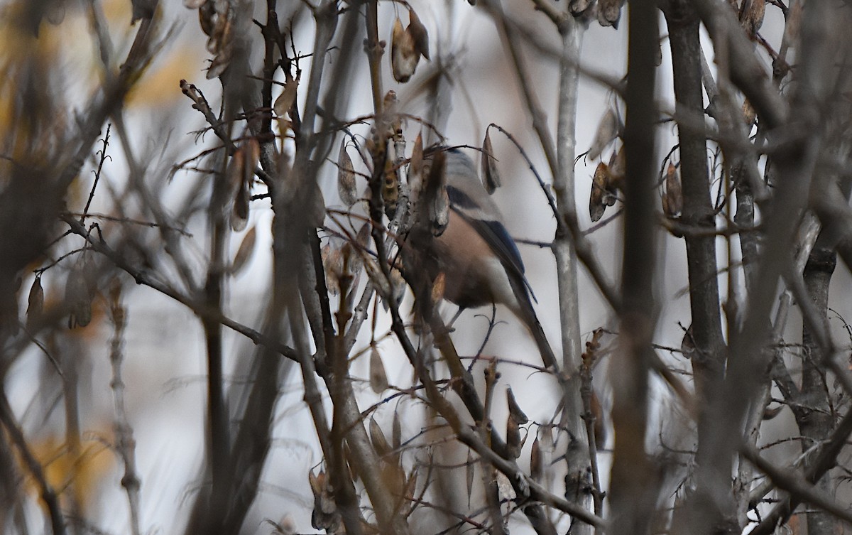 Eurasian Bullfinch - ML646359669