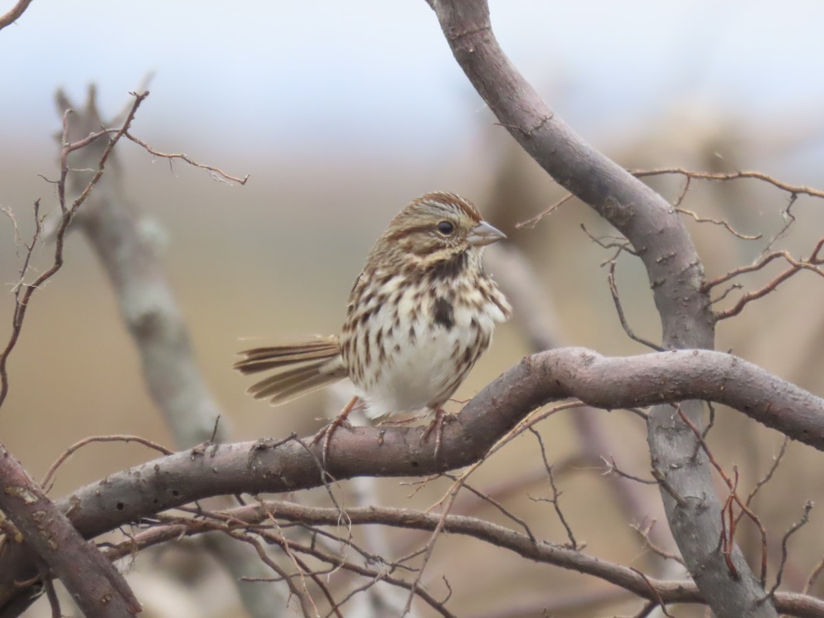 Song Sparrow - ML646359670