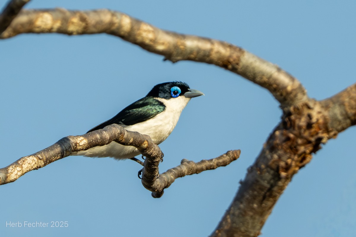 Chabert Vanga - ML646359671