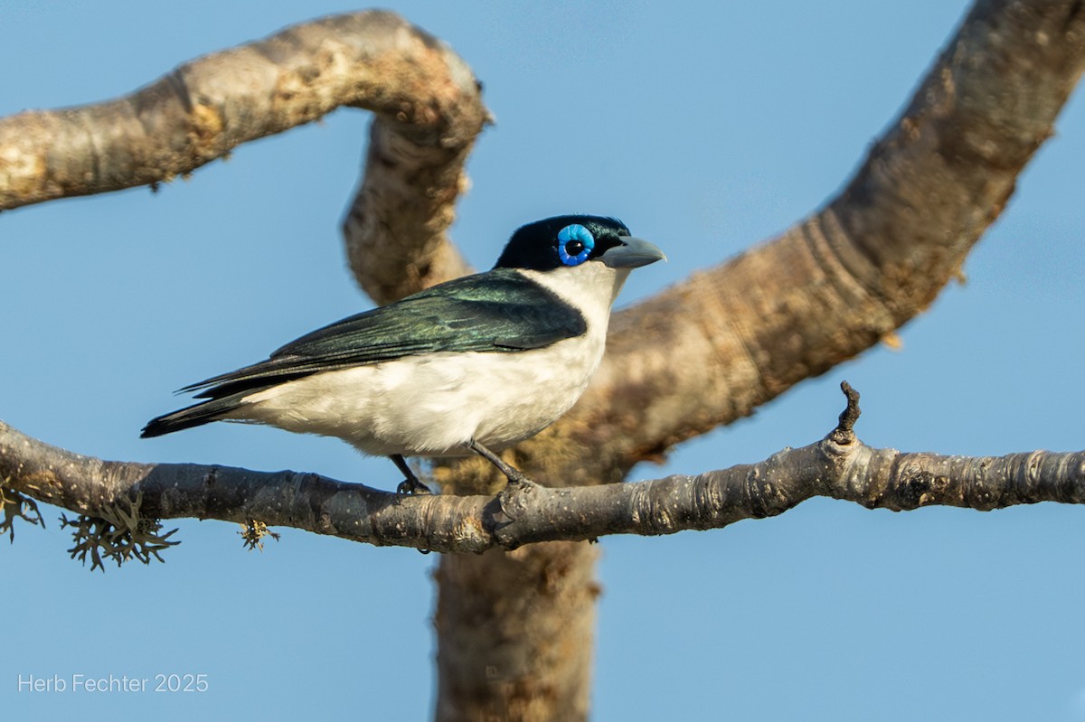 Chabert Vanga - ML646359672