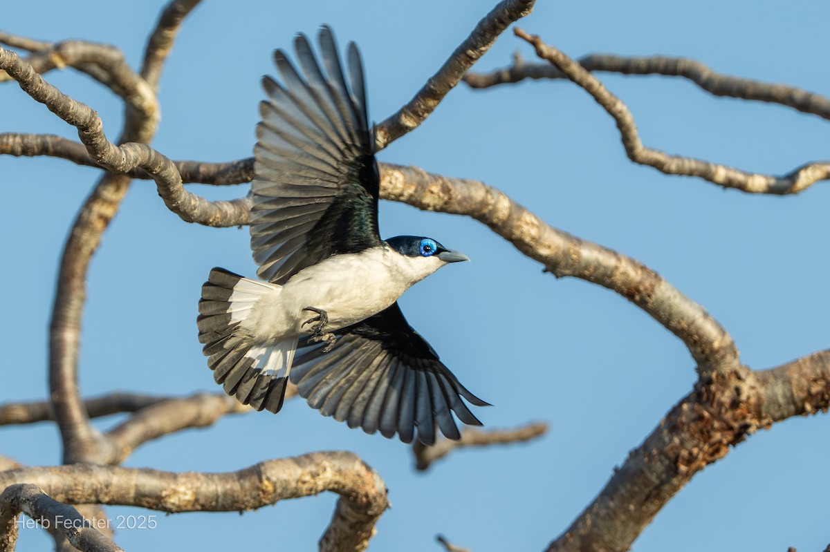 Chabert Vanga - ML646359673