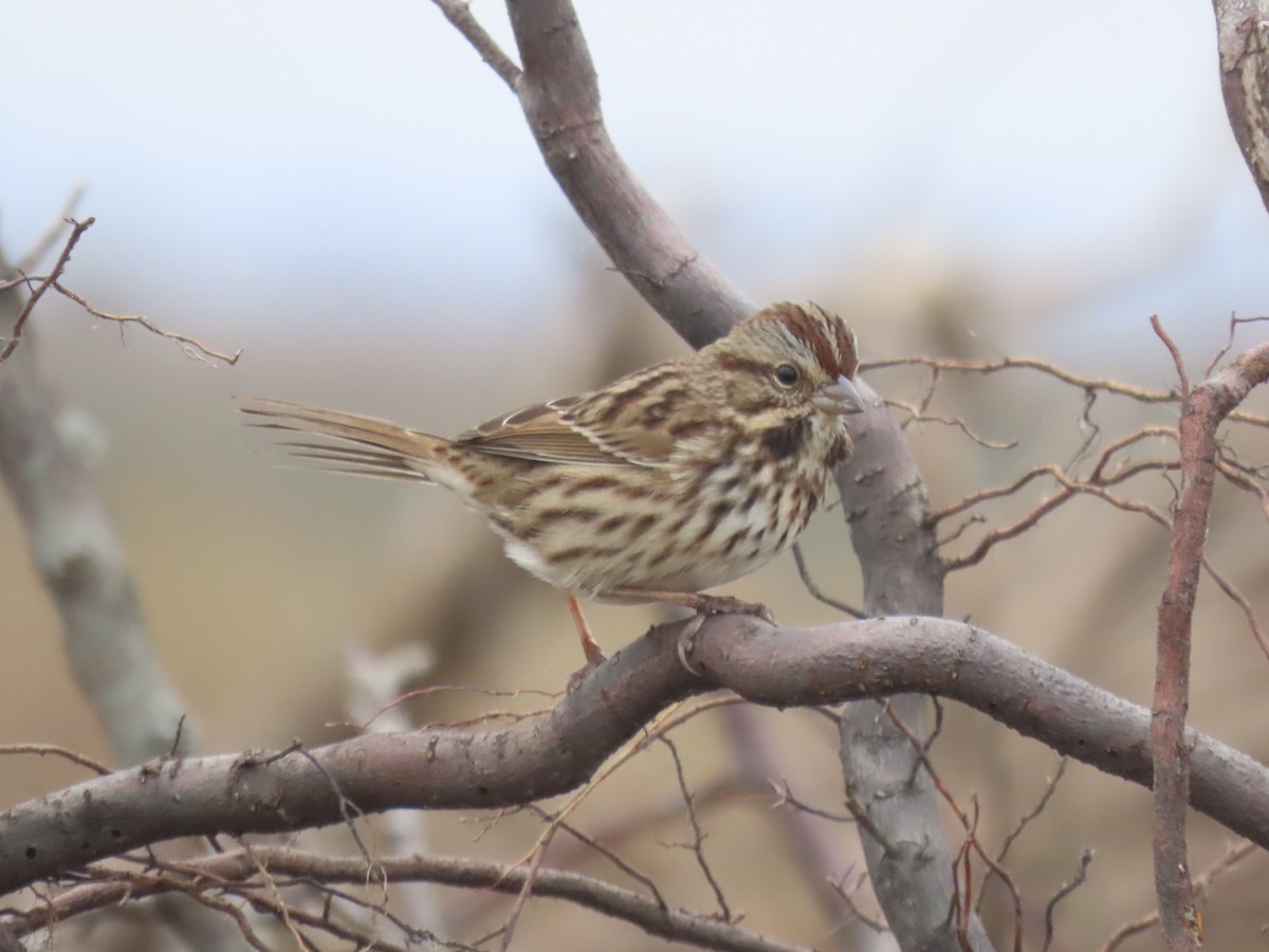 Song Sparrow - ML646359674