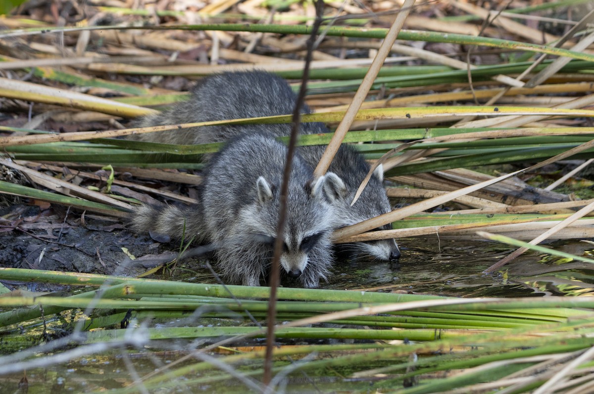 Animals - ML646359675