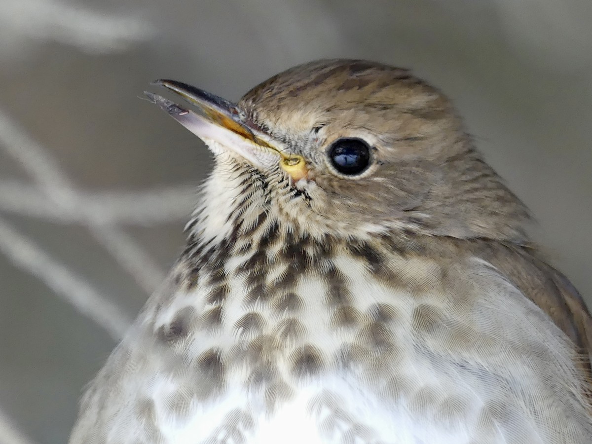 Hermit Thrush - ML646359676