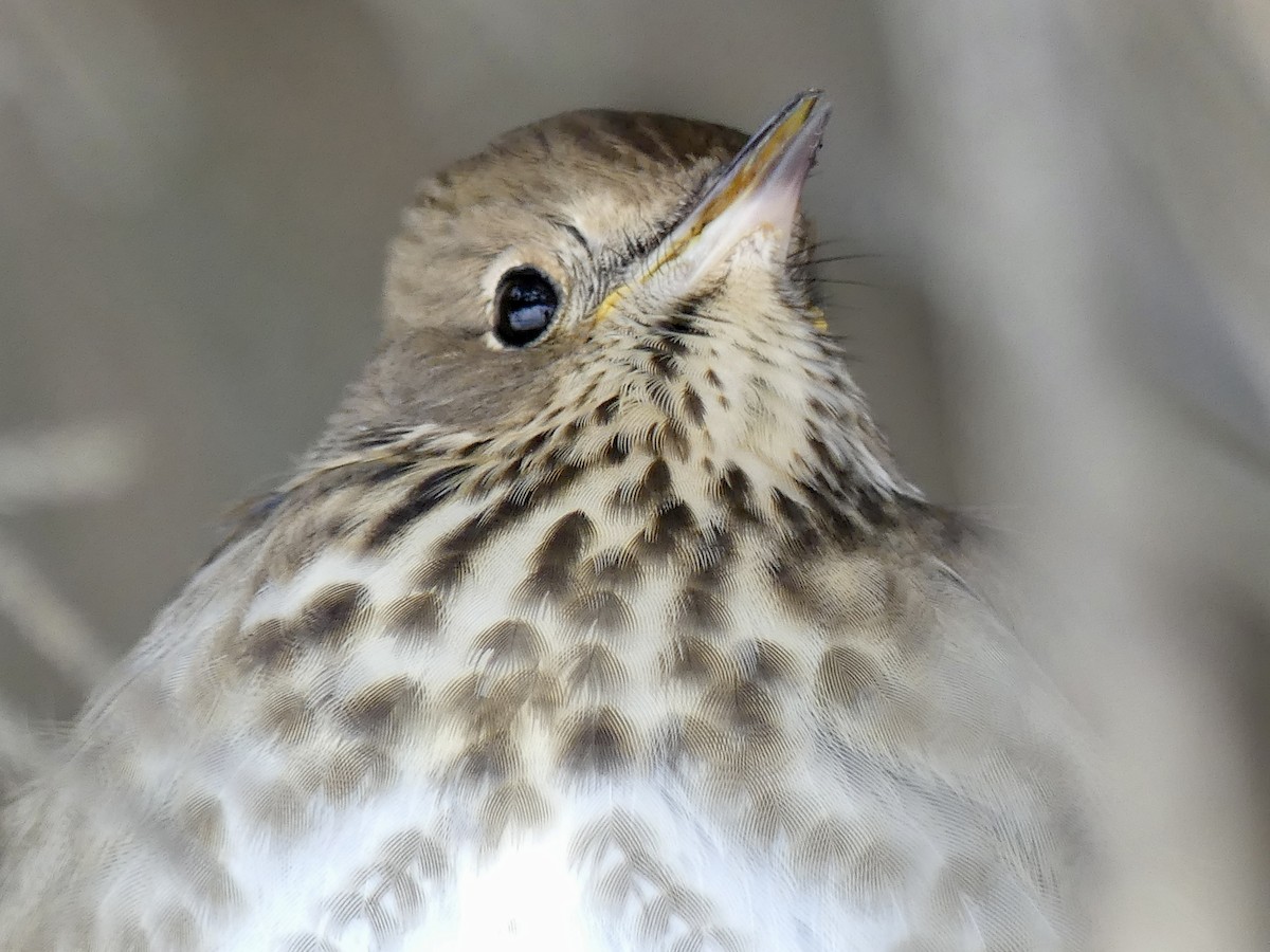 Hermit Thrush - ML646359677