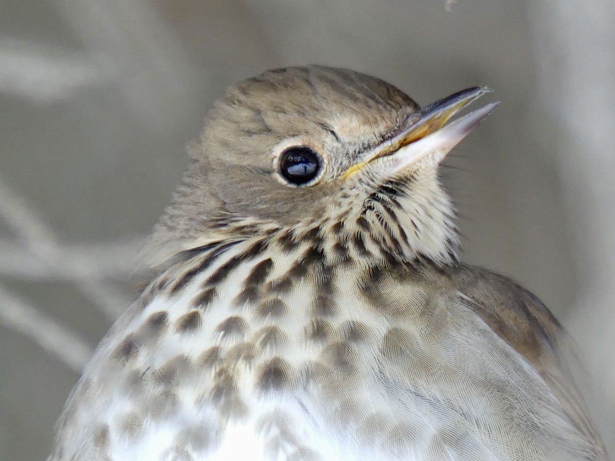 Hermit Thrush - ML646359678
