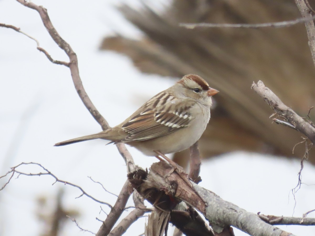 White-crowned Sparrow (Dark-lored) - ML646359679