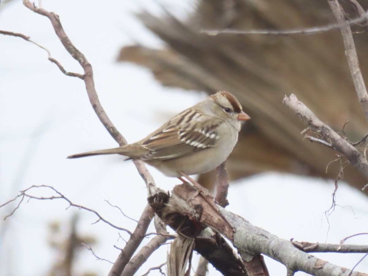 White-crowned Sparrow (Dark-lored) - ML646359680
