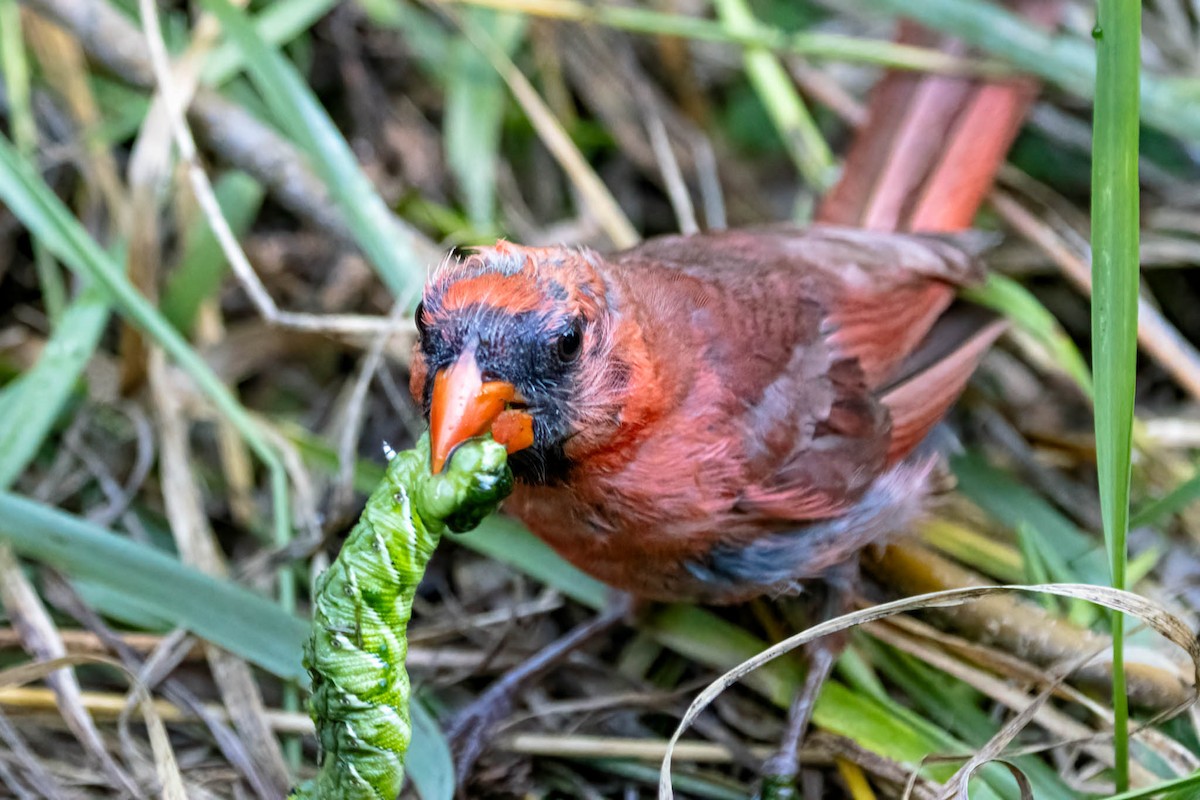 Northern Cardinal - ML646359682