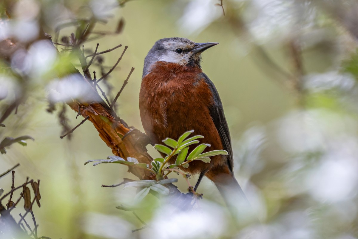 Giant Conebill - ML646359683