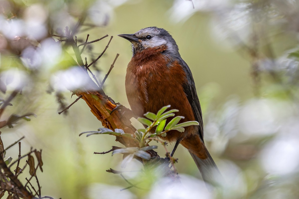 Giant Conebill - ML646359684