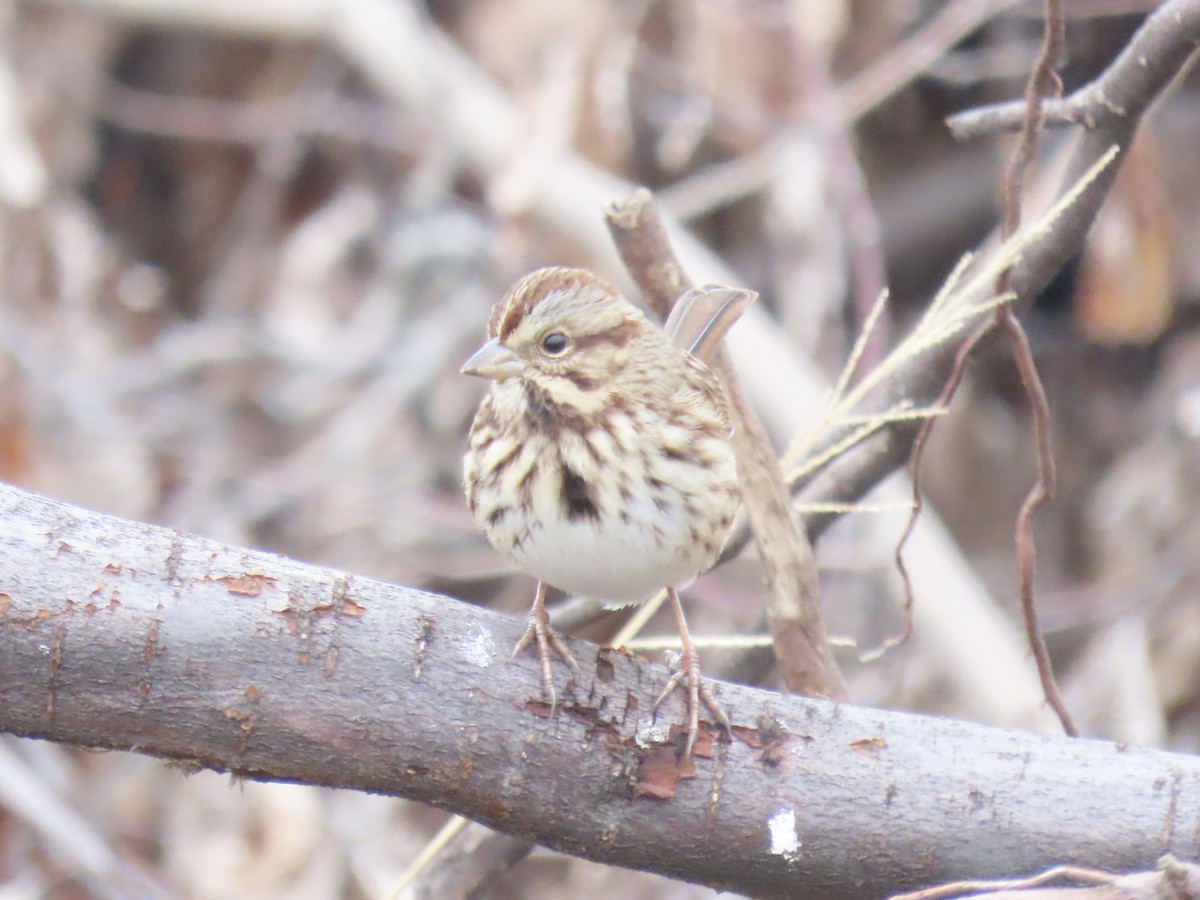Song Sparrow - ML646359685