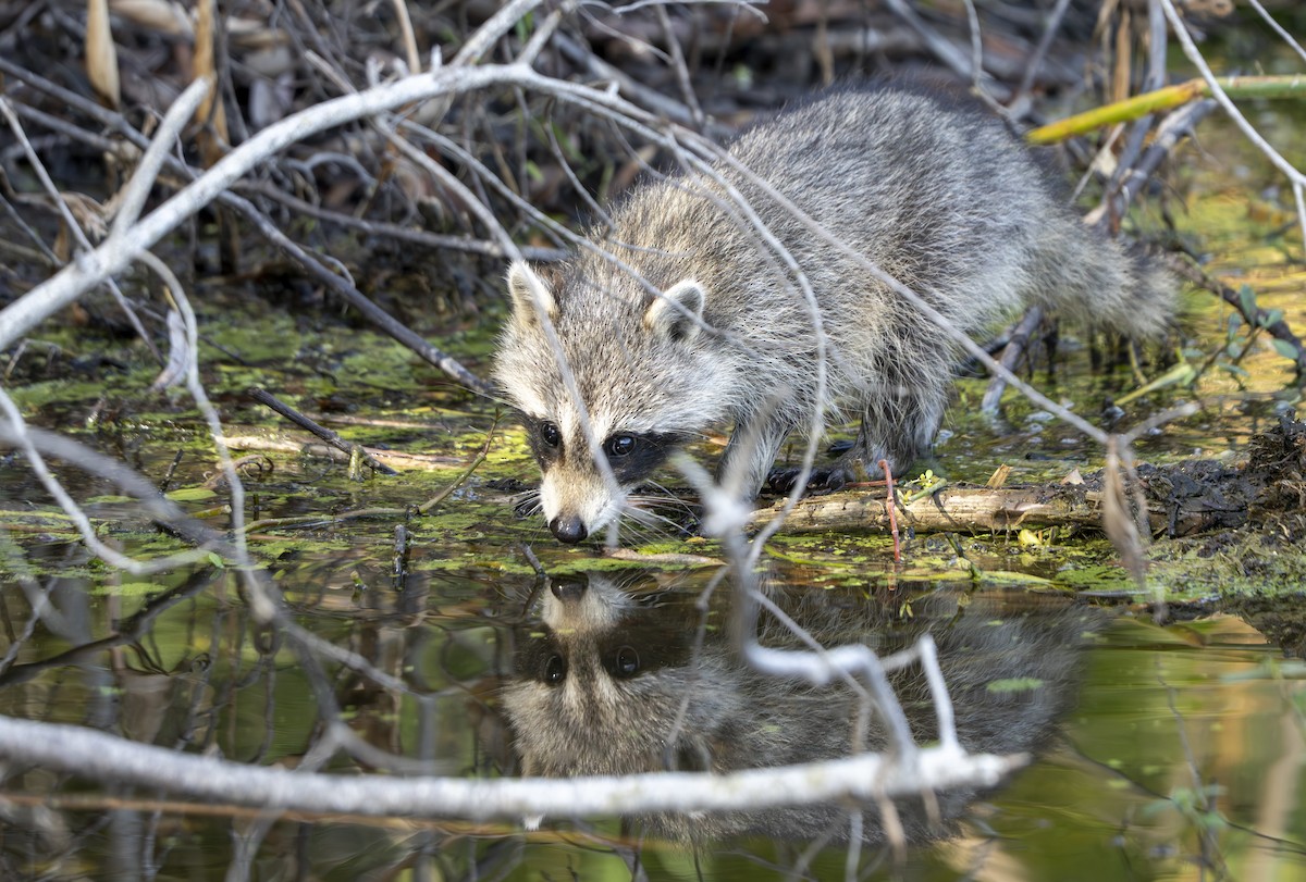 Animals - ML646359686