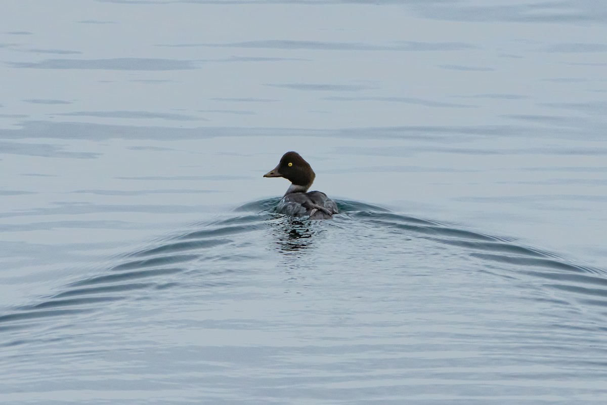 Common Goldeneye - ML646359687