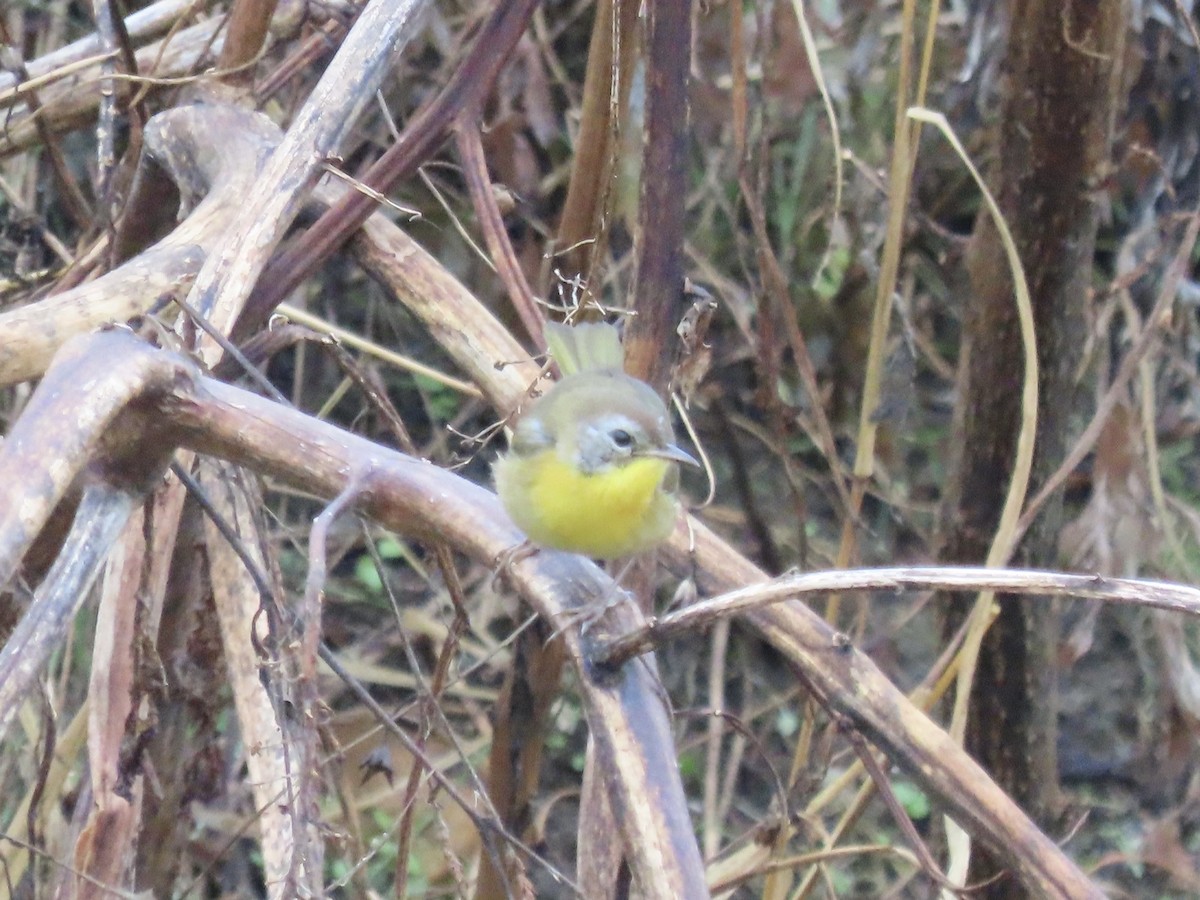 Common Yellowthroat - ML646359688