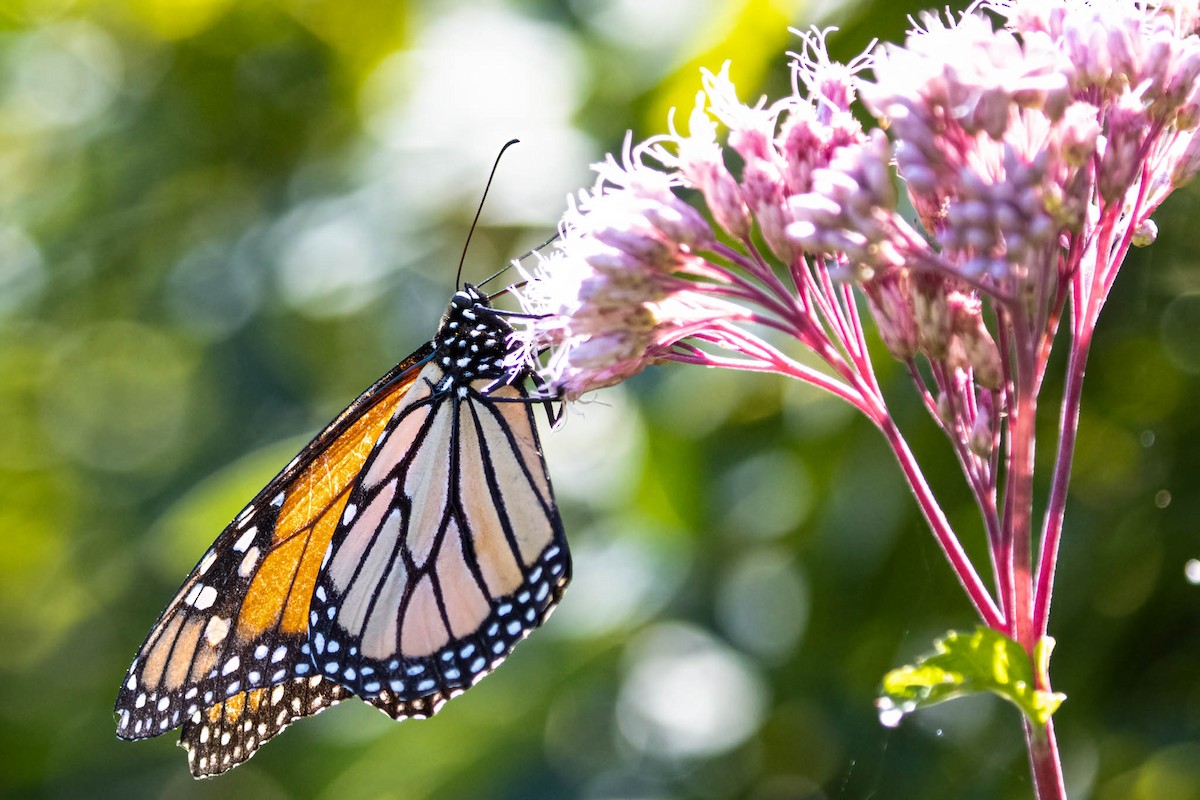 Monarch - ML646359690