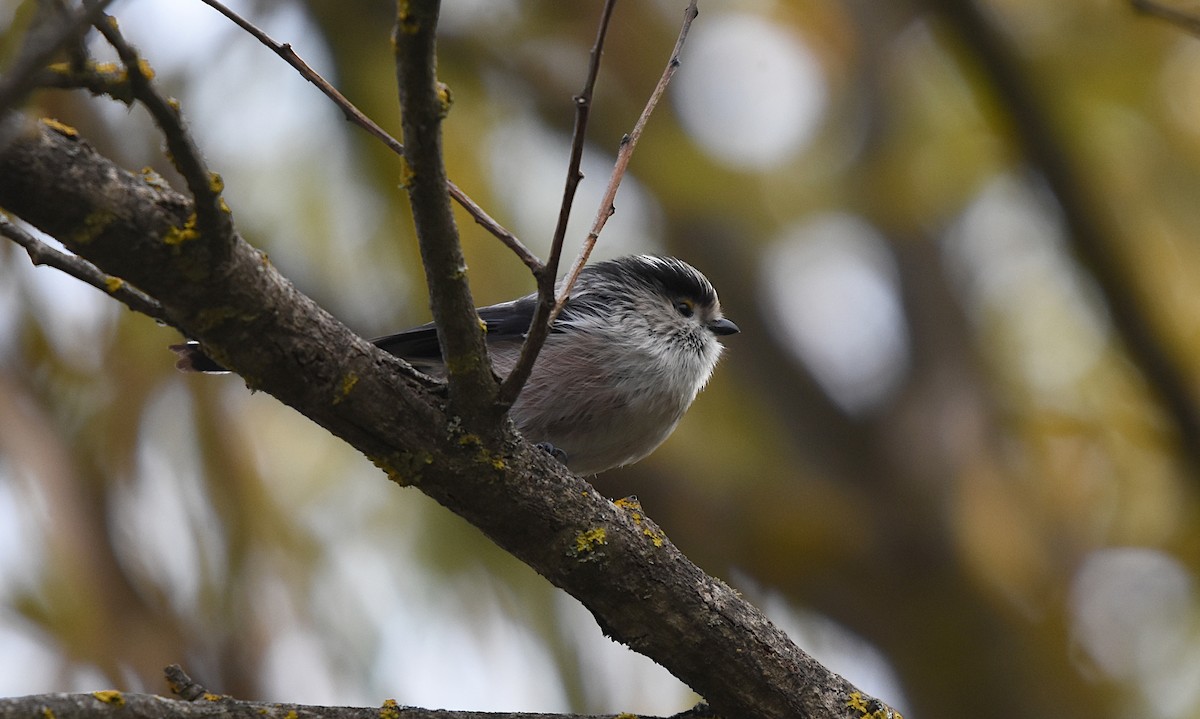 Long-tailed Tit - ML646359695