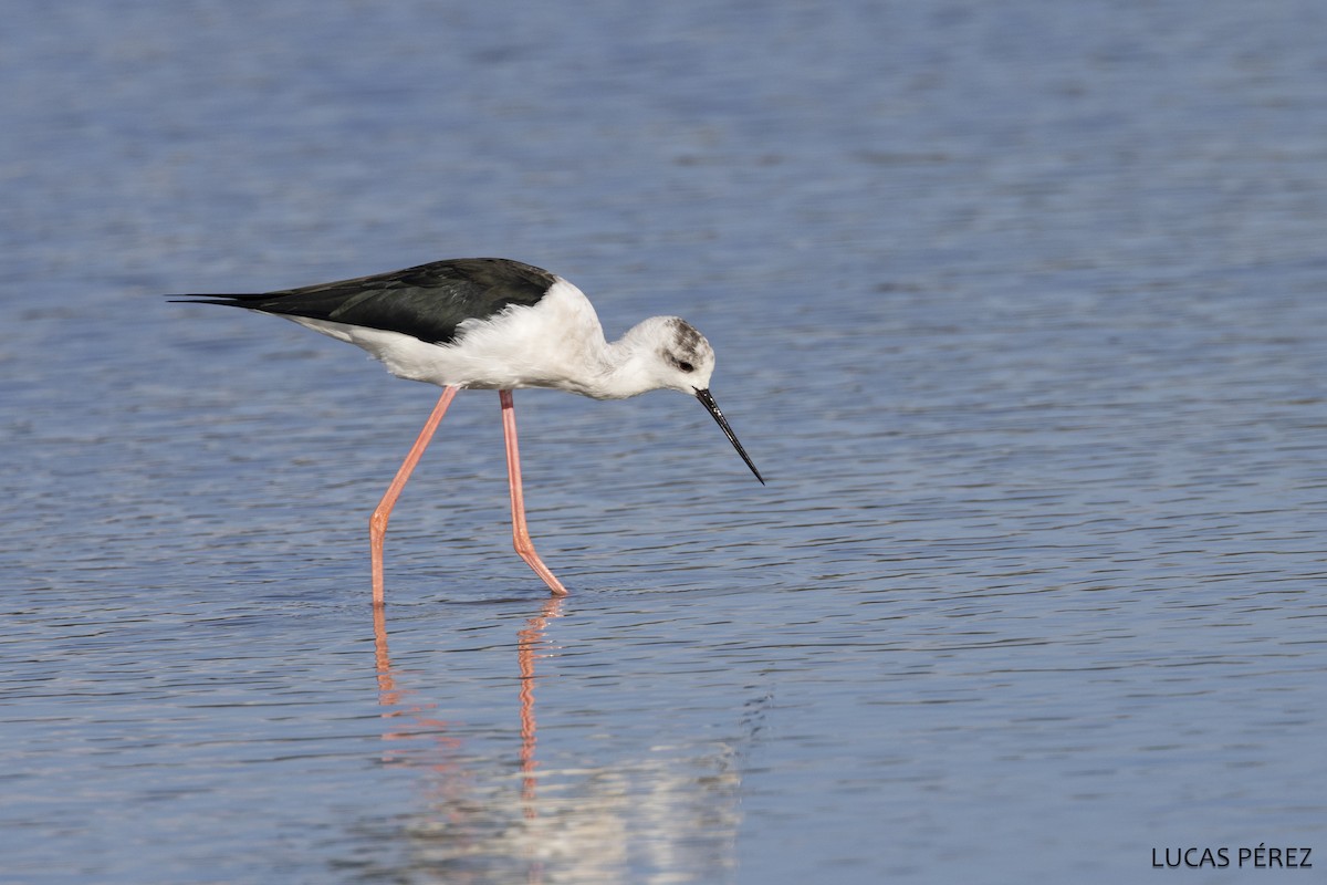 Black-winged Stilt - ML646359696