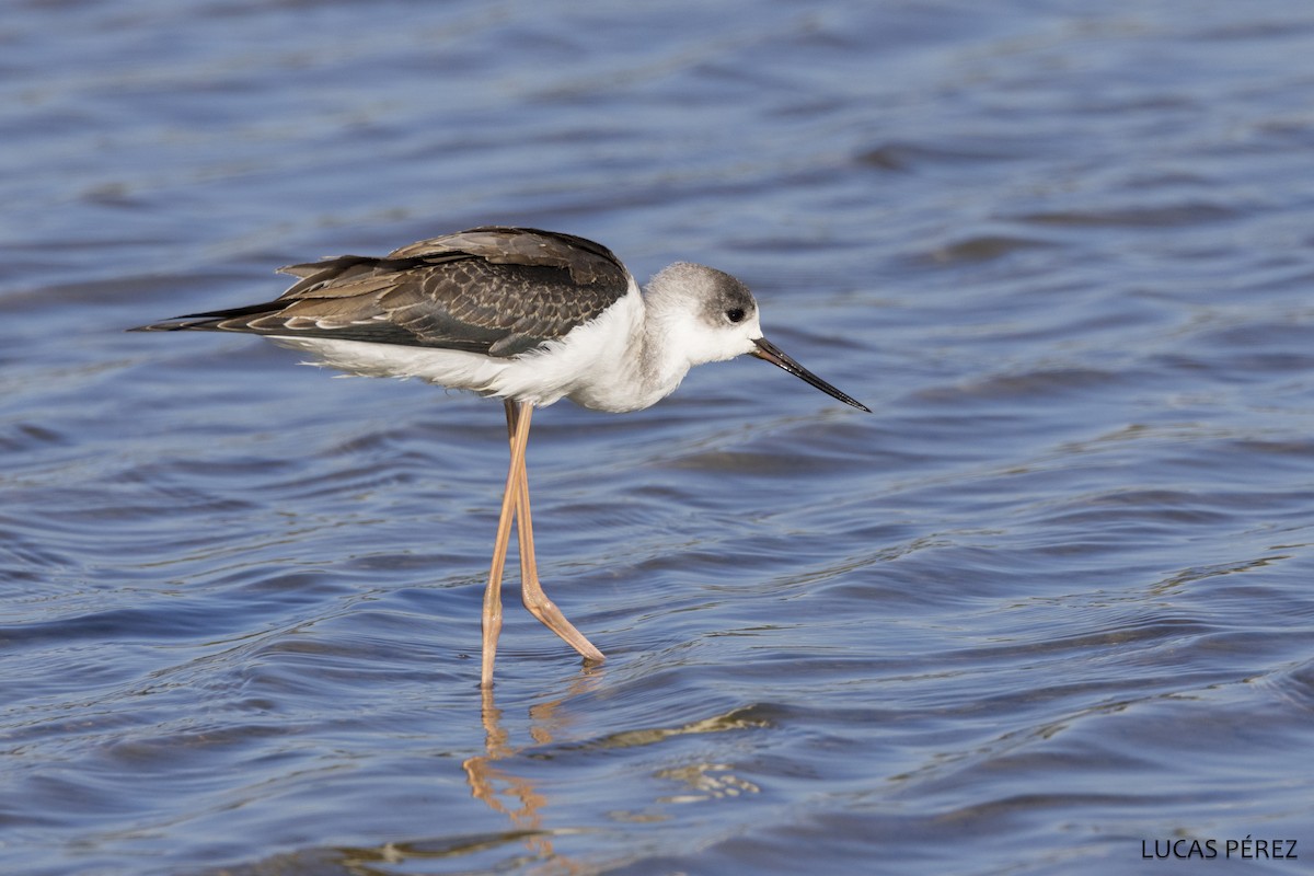 Black-winged Stilt - ML646359697