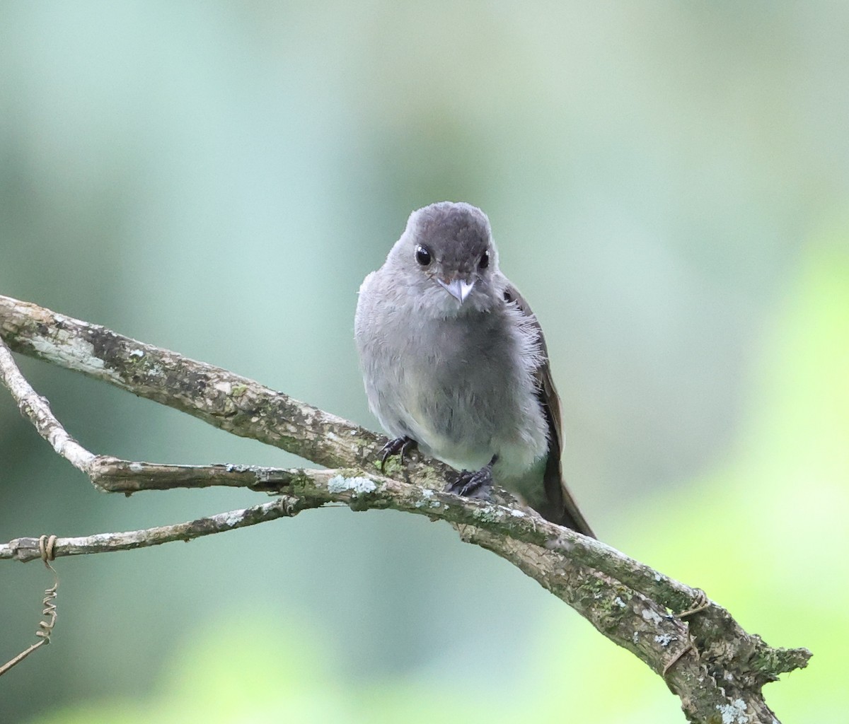 Southern Tropical Pewee - ML646359699