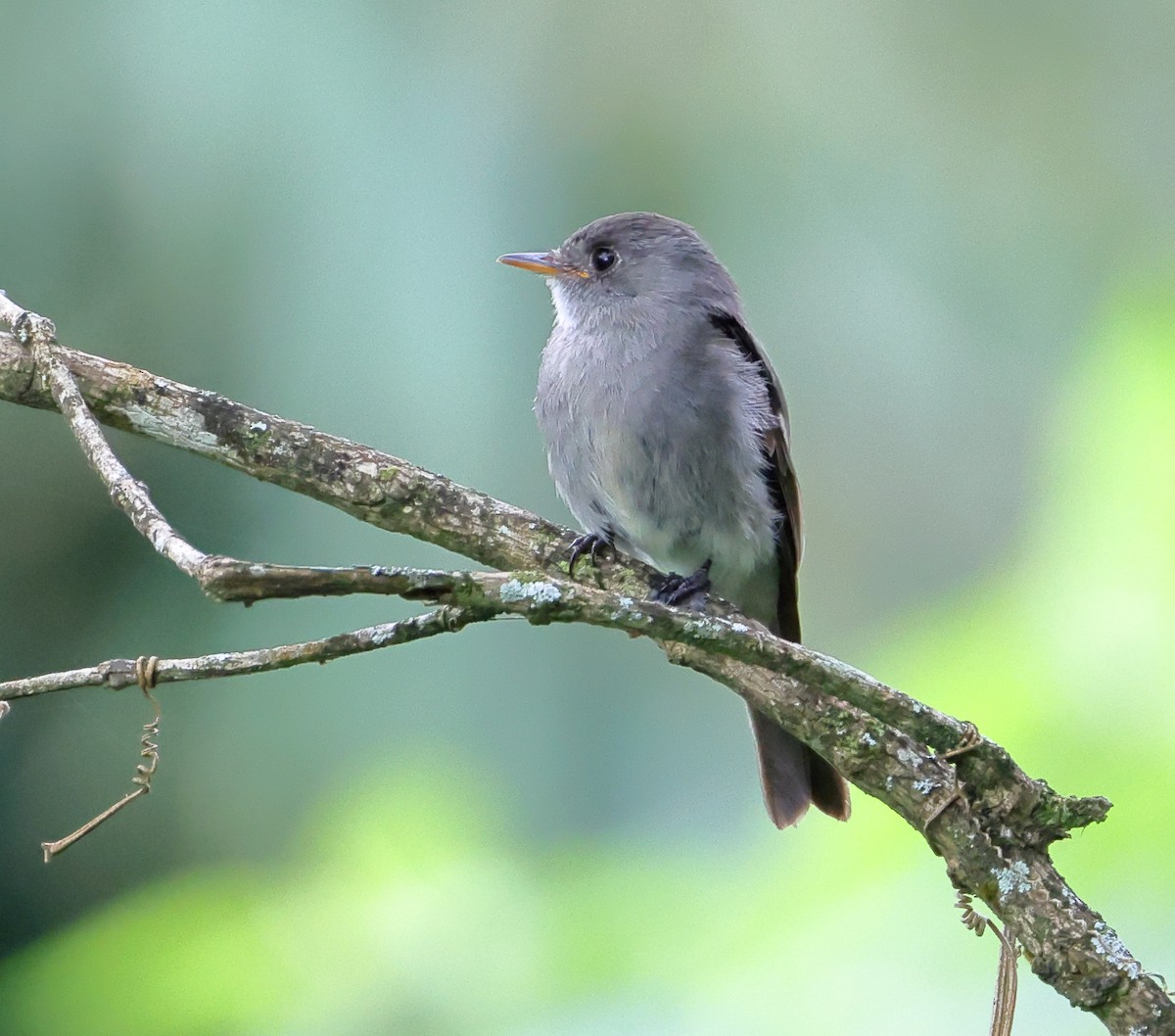 Southern Tropical Pewee - ML646359700