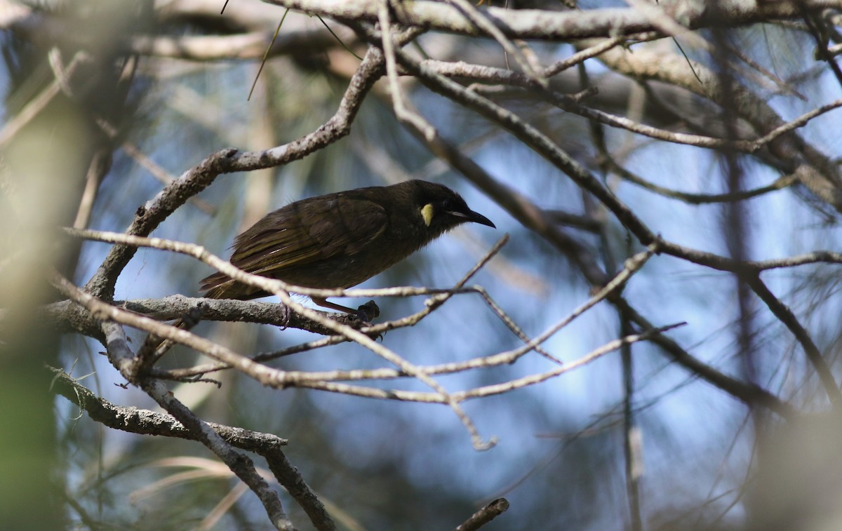 Lewin's Honeyeater - ML646359701