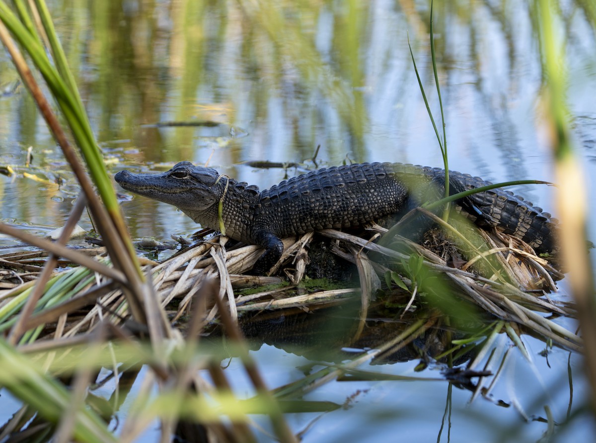 Animals - ML646359704