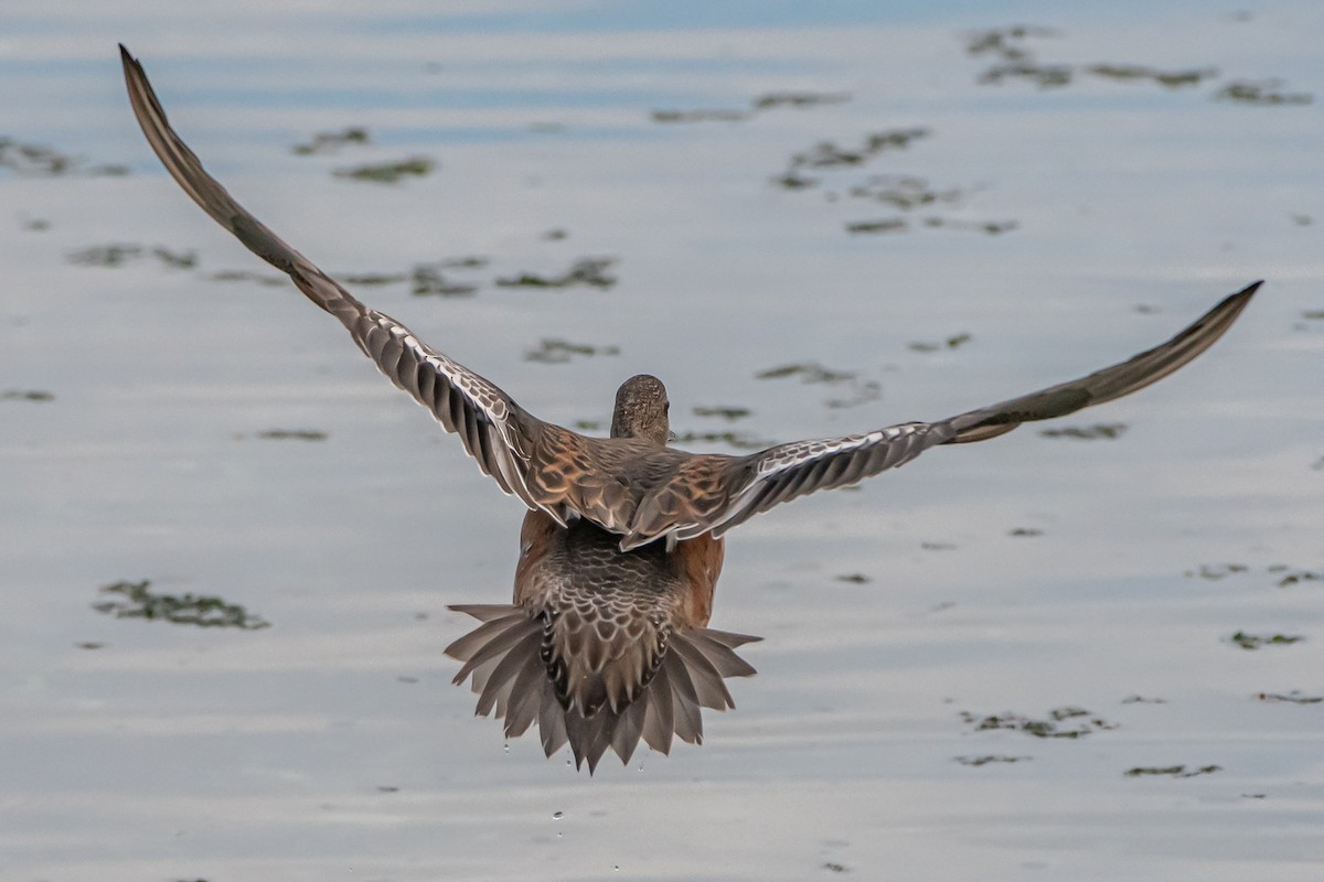 American Wigeon - ML646359706