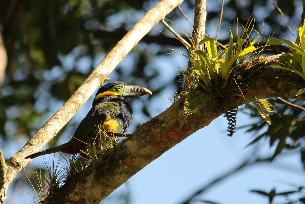 Spot-billed Toucanet - ML64635971