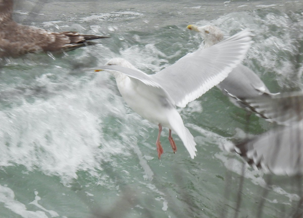 Iceland Gull - ML646359710