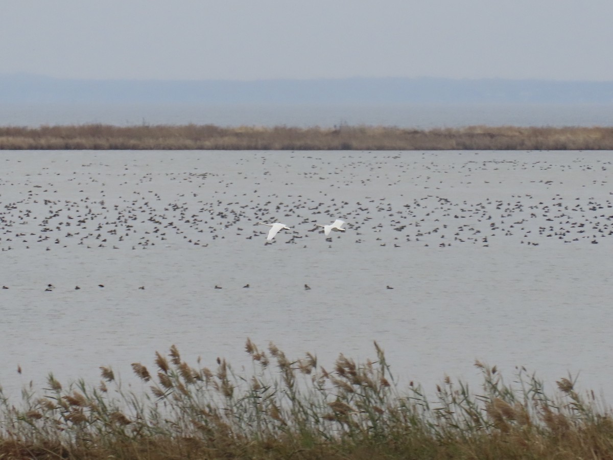 Trumpeter Swan - ML646359711