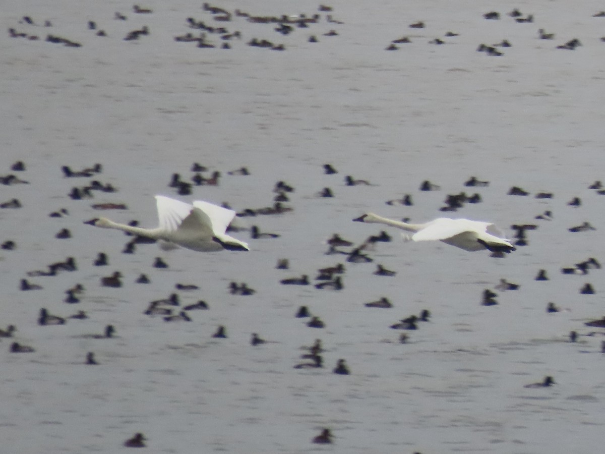 Trumpeter Swan - ML646359712