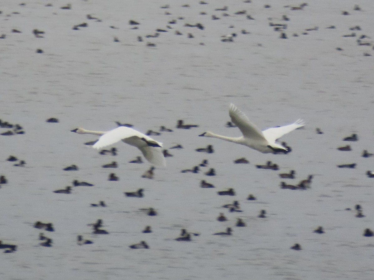 Trumpeter Swan - ML646359713