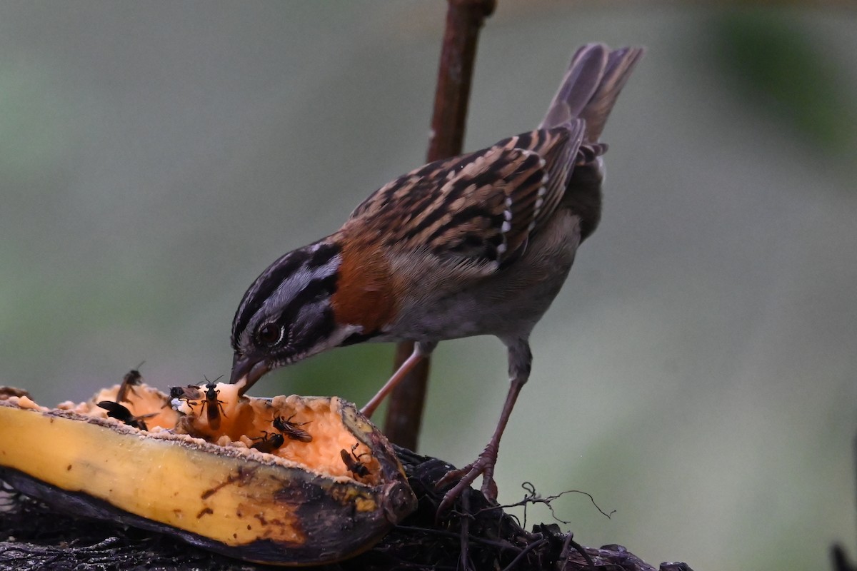 Rufous-collared Sparrow - ML646359714