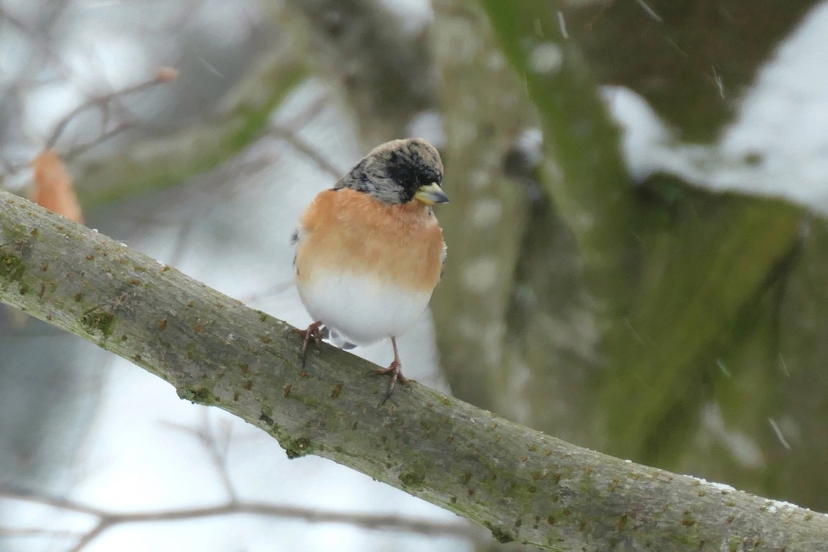 Brambling - ML646359715