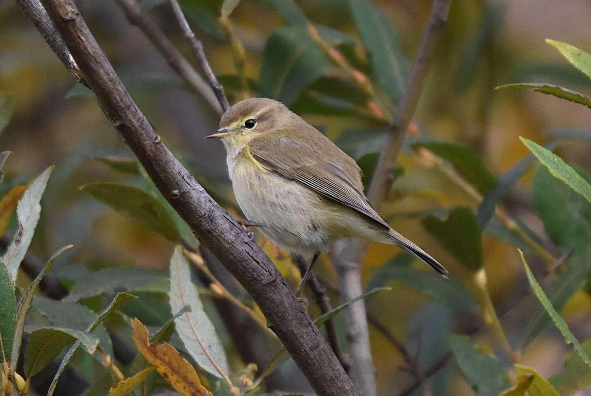 Common Chiffchaff - ML646359717