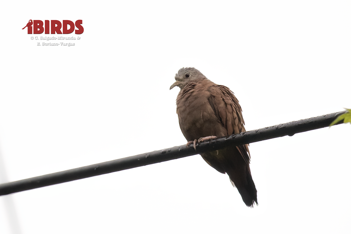 Ruddy Ground Dove - ML646359727