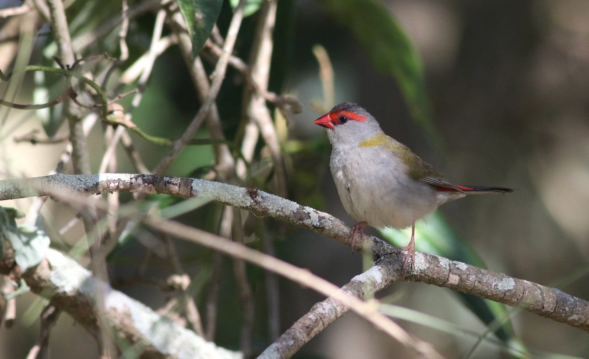 Red-browed Firetail - ML646359730