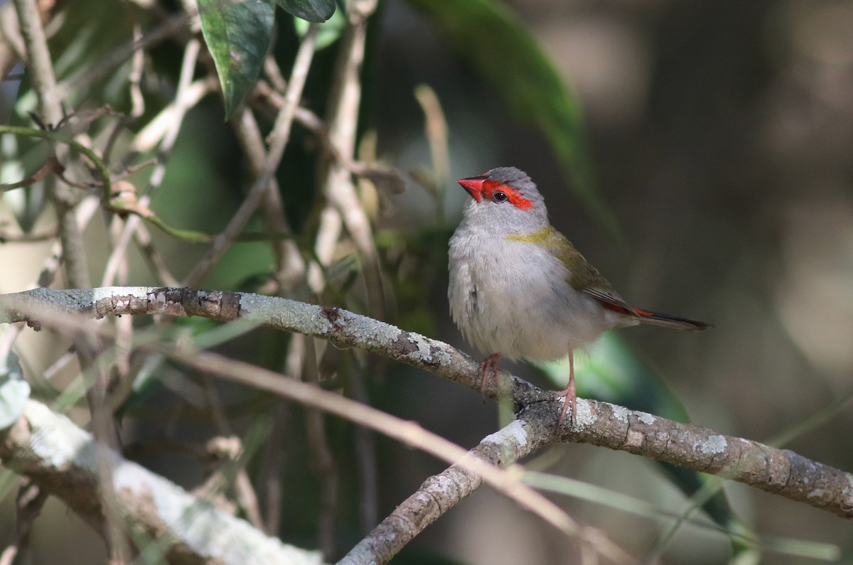 Red-browed Firetail - ML646359731
