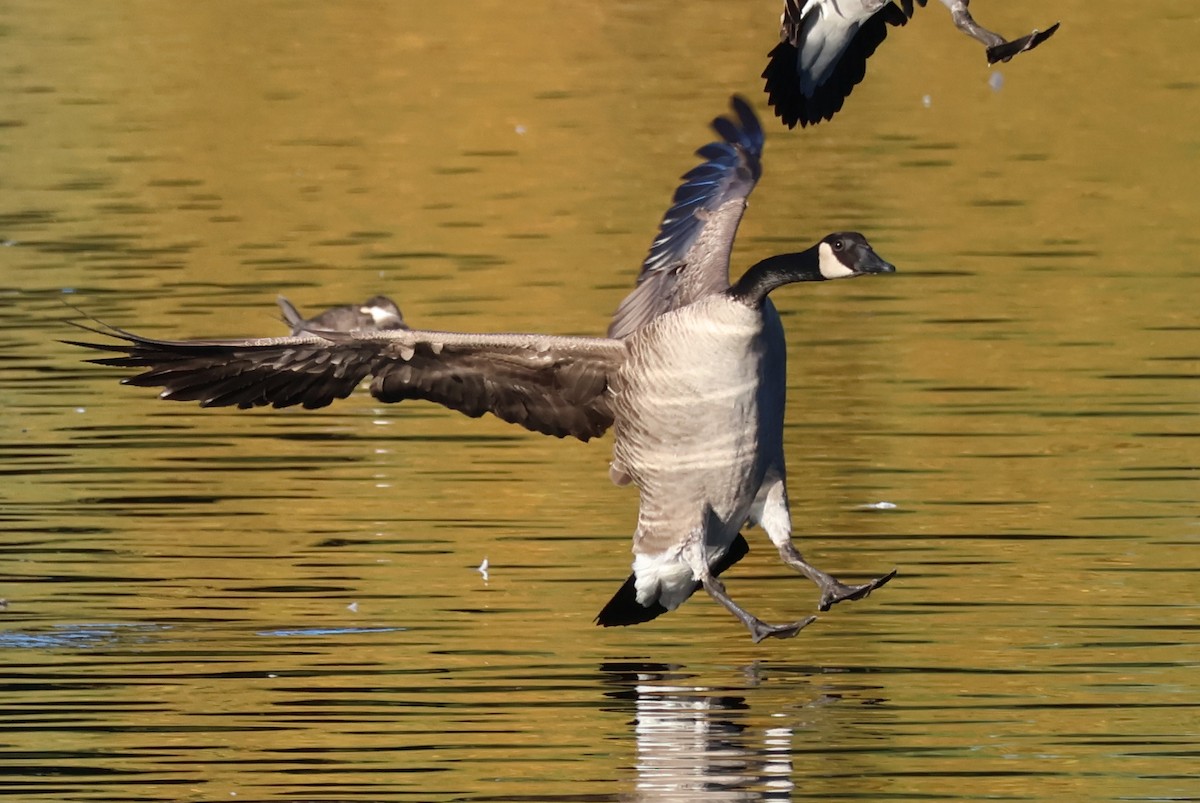 Kanadagans - ML646359738