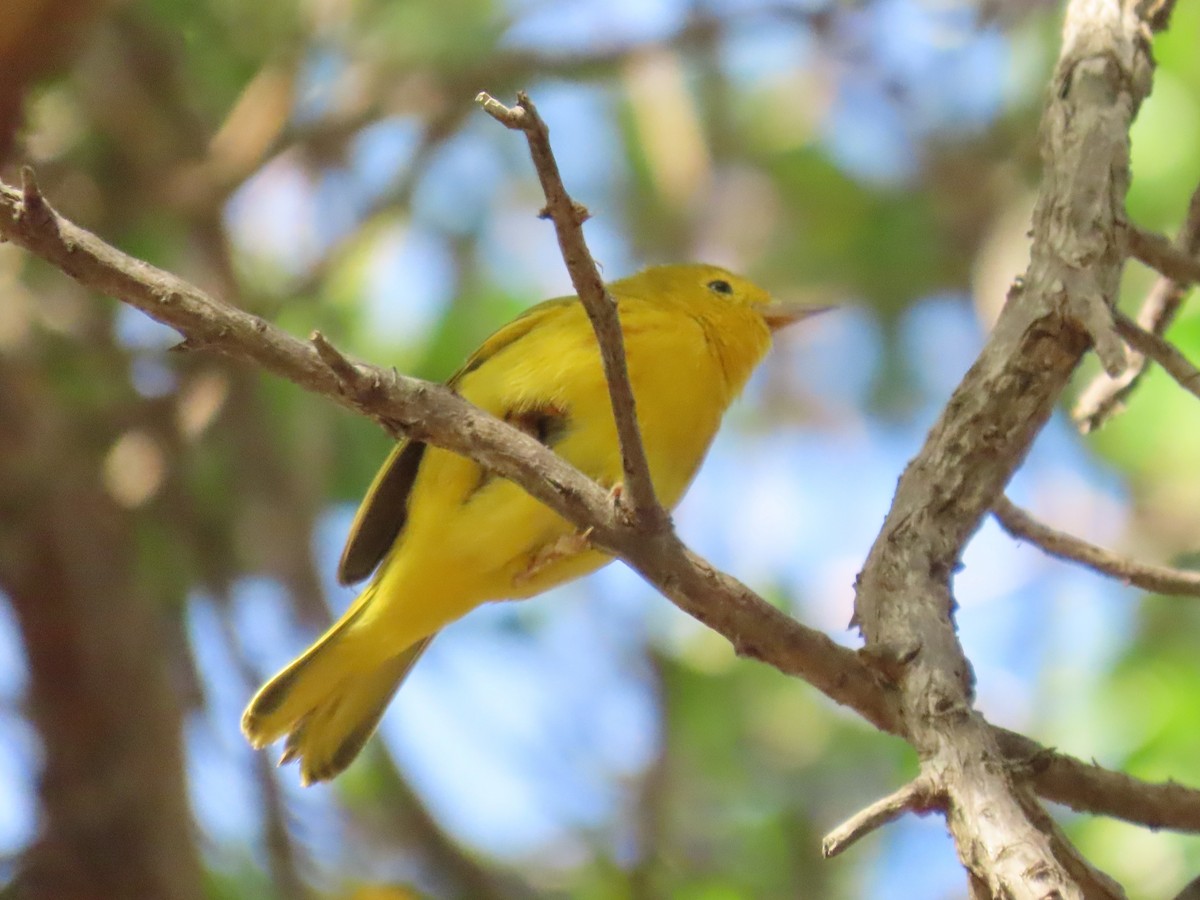 Northern Yellow Warbler - ML646359757