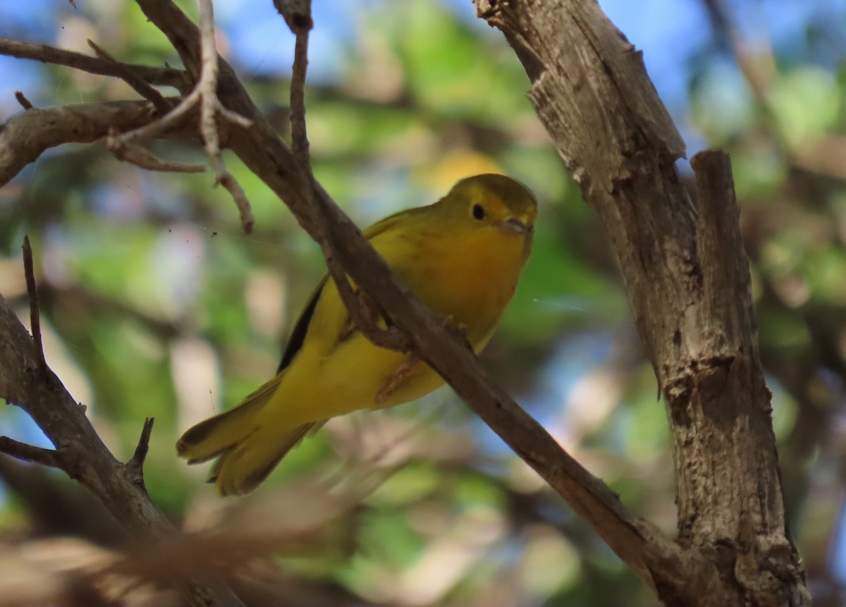Northern Yellow Warbler - ML646359758