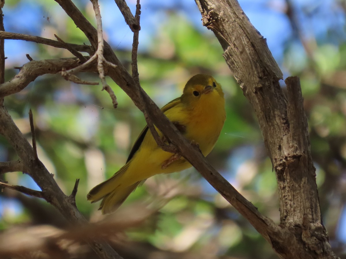 Northern Yellow Warbler - ML646359759